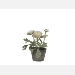 Fleur Ranunkel i gl. keramik potte