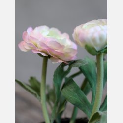 Fleur Ranunkel i gl. keramik potte