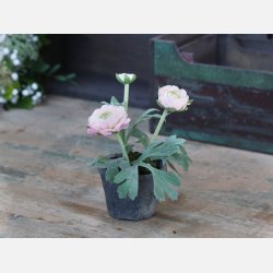 Fleur Ranunkel i gl. keramik potte