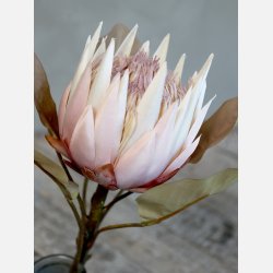 Fleur Protea Blomst