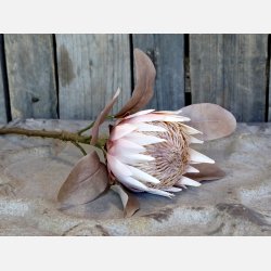 Fleur Protea Blomst