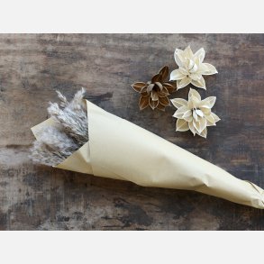  Fleur trret Pampasgrs,natur