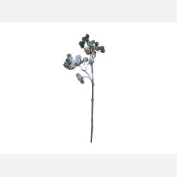 Fleur Cedertrsgren m. kogler