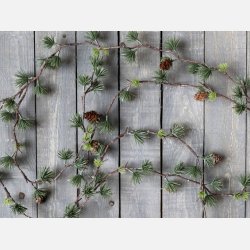 Fleur Cedertrsranke m. kogler