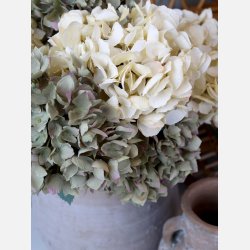 Fleur Hortensia m. blade