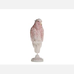 Papegje p fod, raspberry