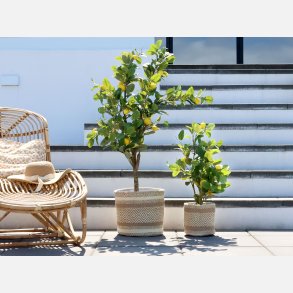 Fleur Citrontr, lille