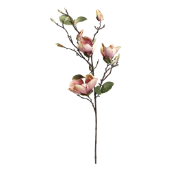 Fleur Magnolia, rosa