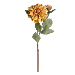 Fleur Dahlia, amber