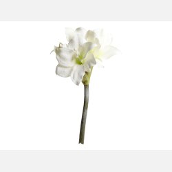 Fleur Amaryllis m. sne og glimmer