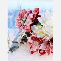 Fleur Amaryllis m. sne og glimmer