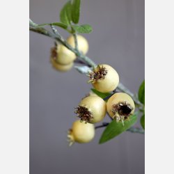 Fleur Gren m. havtorn, creme