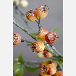 Fleur Gren m. havtorn