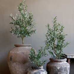 Fleur Oliventr, lille