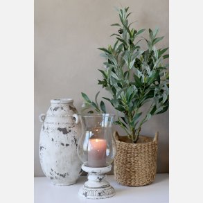 Fleur Oliventr, lille