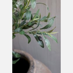 Fleur Oliventr, stor