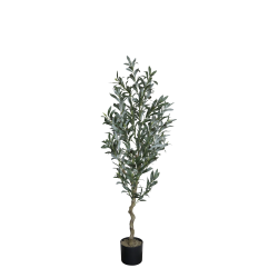 Fleur Oliventr, stor