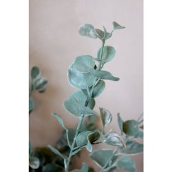 Fleur Eukalyptustr�