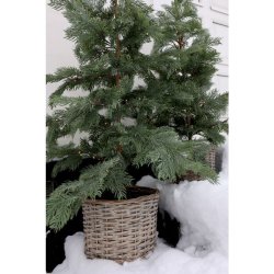Fleur Grantr� m. kurv og 60 LED-lys
