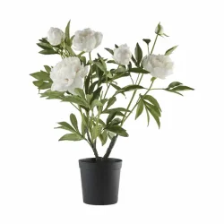 PON FLORA BLOMST RHVID