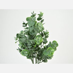 Eucalyptus busk, grn