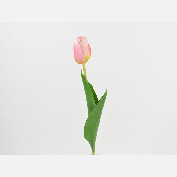 Tulipan, pink