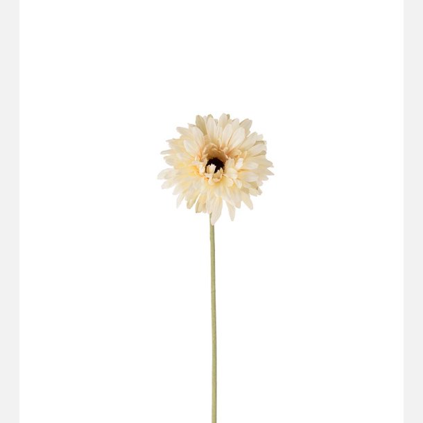 Gerbera, hvid