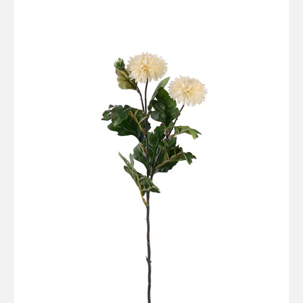 Krysantemum, hvid