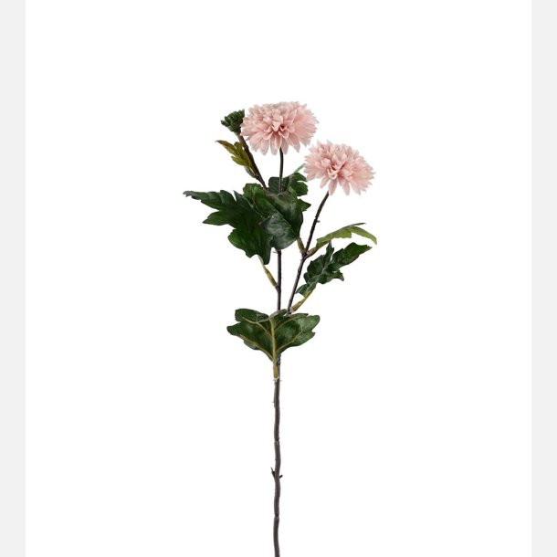 Krysantemum, lyserd
