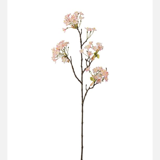 Ahornblomst, lyserd