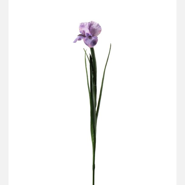  Iris, lilla
