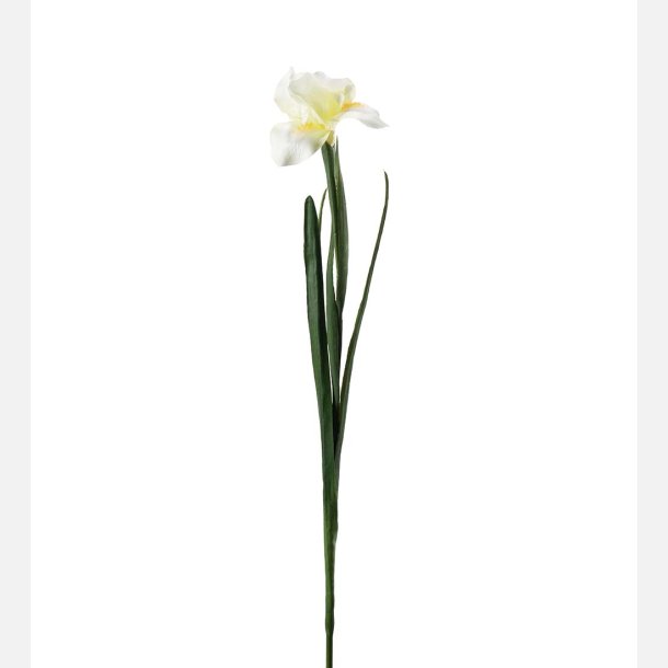  Iris, hvid