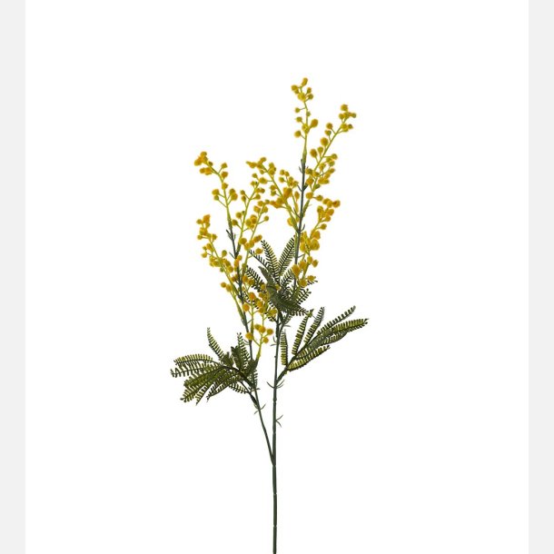 Mimosa
