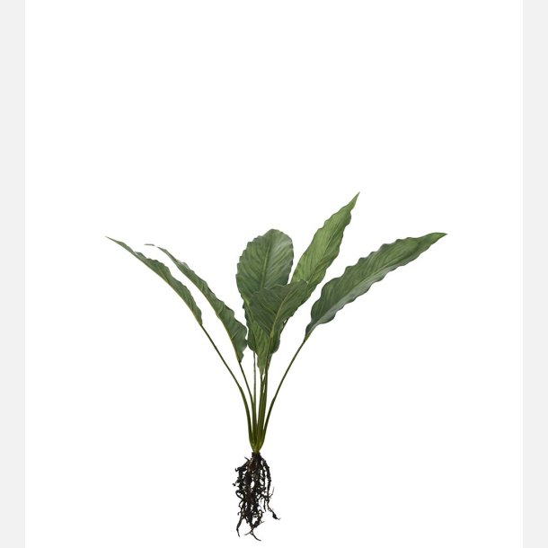 Calathea med rdder 55 cm