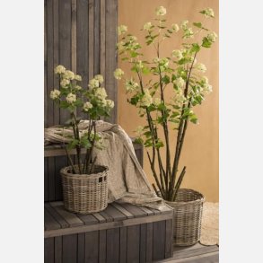 Snebollebusk i potte stor