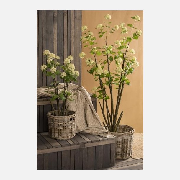 Snebollebusk i potte stor