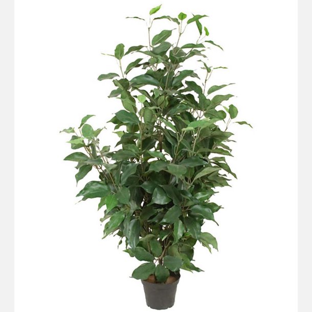 Ficus Benjamin