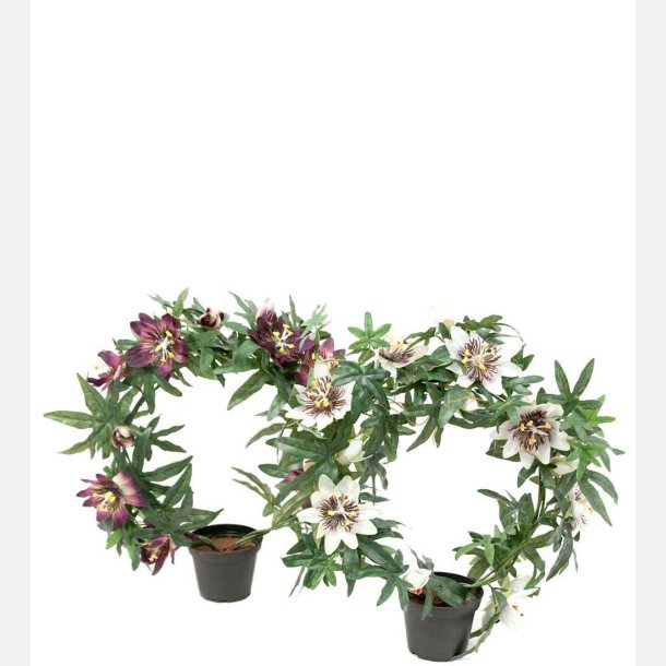 Passionsblomst i potte