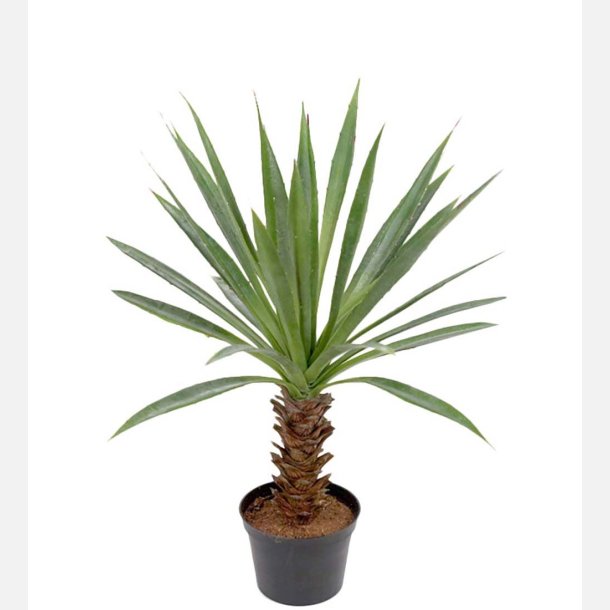  Agave 40 cm