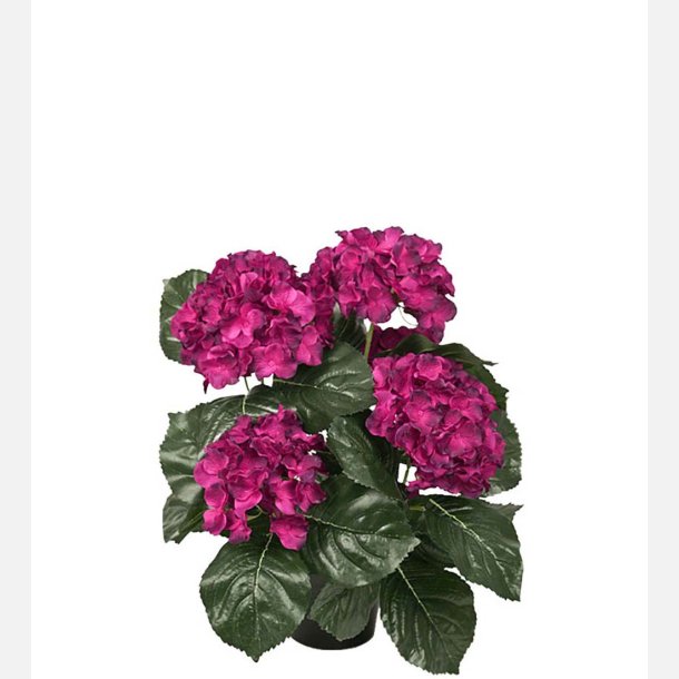 Hortensia, i potte