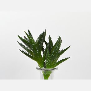 Aloe Vera p stilk, 2 skud