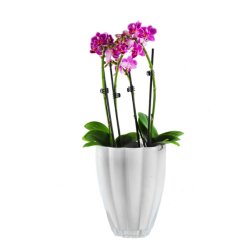 ANNELI Orkidpotte i  hvid glas
