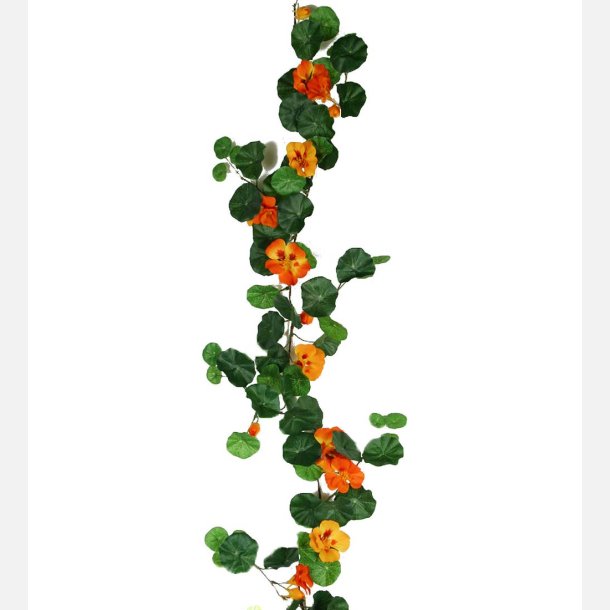 Karseblomst ranke, orange