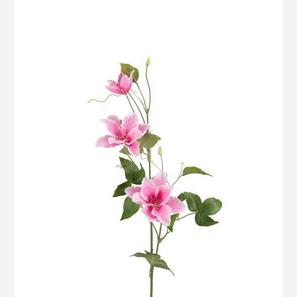 Clematis 85 cm, lyserd