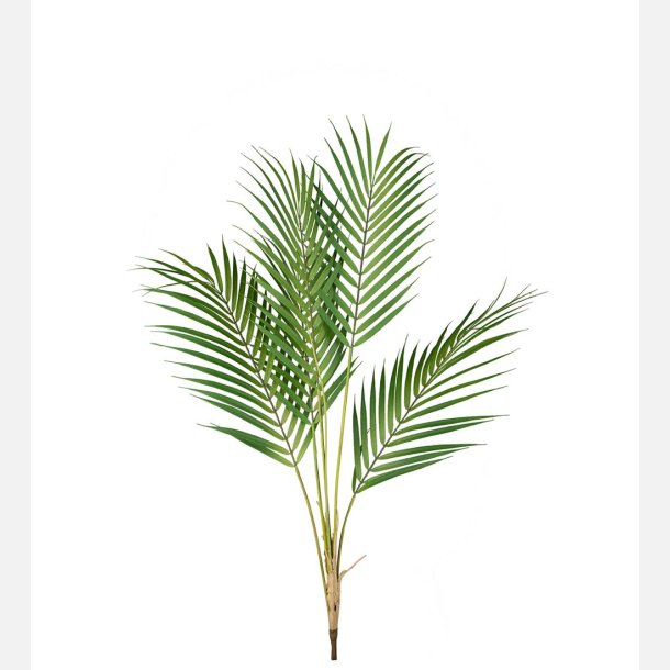  Bjergpalme gren