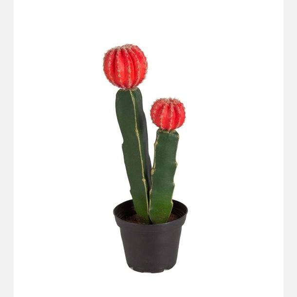 Kaktus m rd blomst, 23 cm