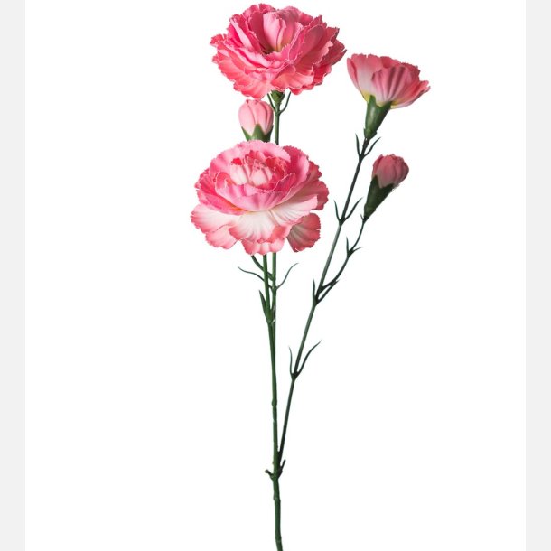 Nellike, pink/hvid