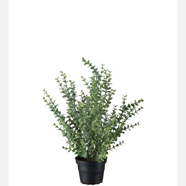 Eukalyptus  i potte