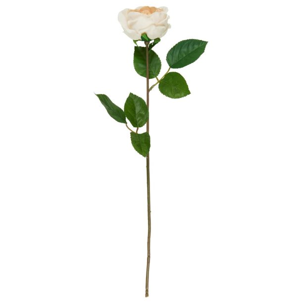 Rosenstilk soft beige