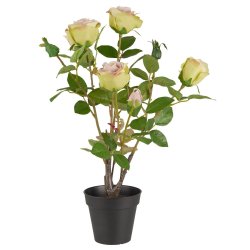 Rose m/5 blomster og 4 knopper 